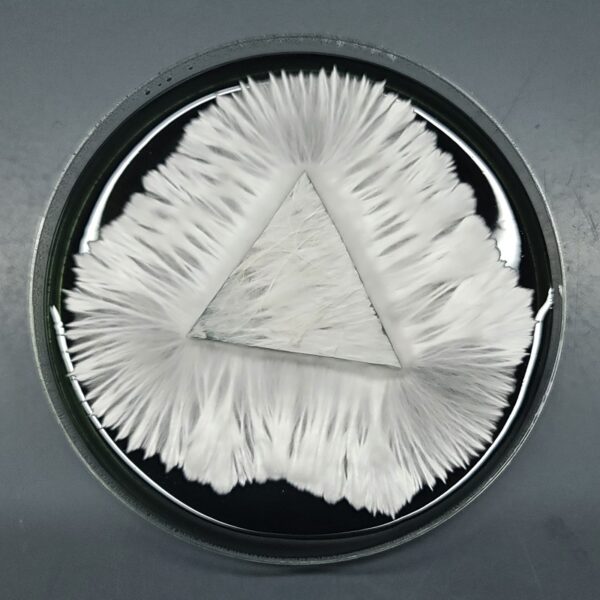 Albino A+ Spore Syringe